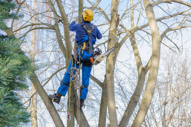 Leaf Removal in Dalton, OH